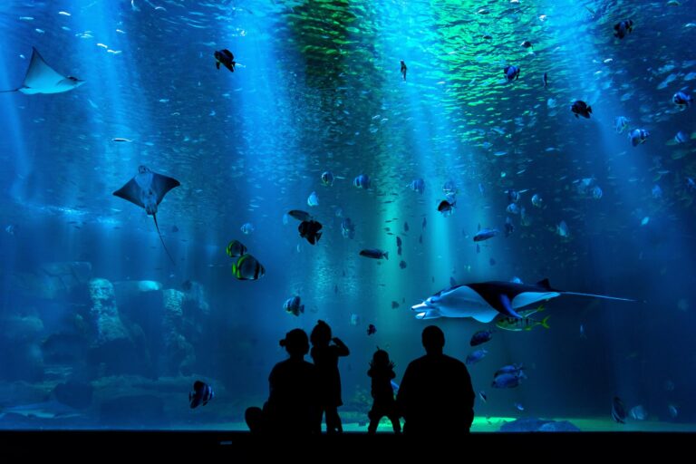 Best Things To Do In The UAE This Summer